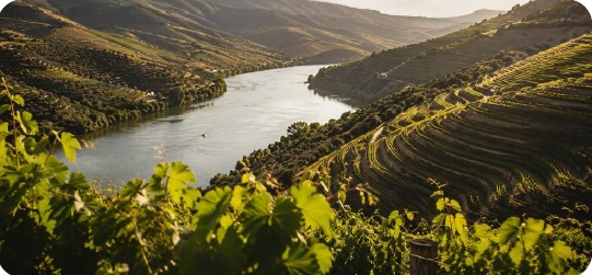 Terraced vineyards along the Douro River in Portugal.